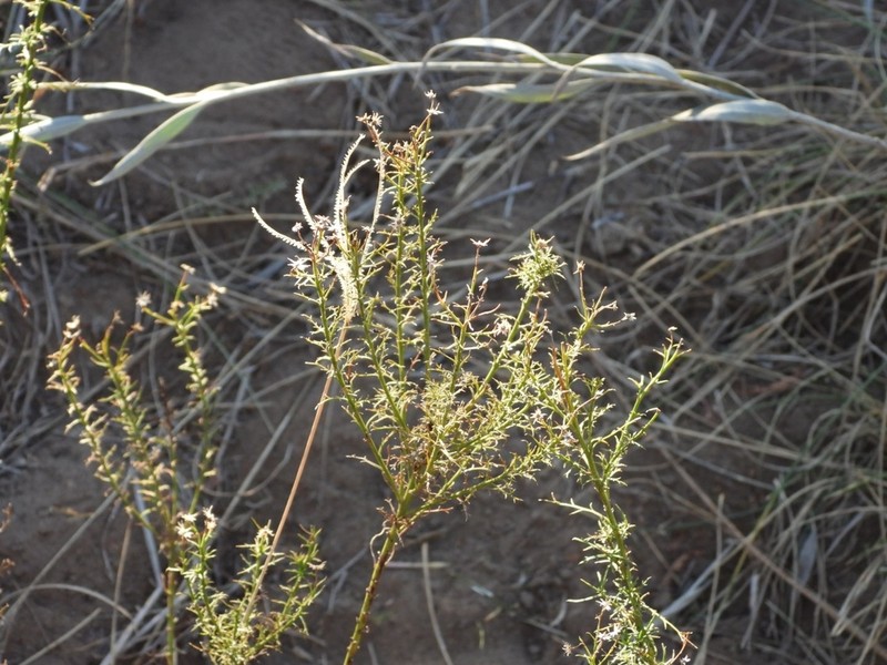 Baccharis ulicina photo 7