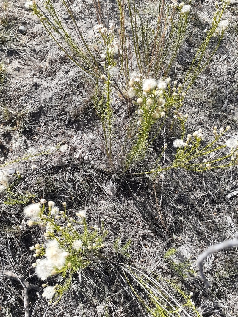 Baccharis ulicina photo 8