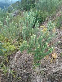 Baccharis uncinella