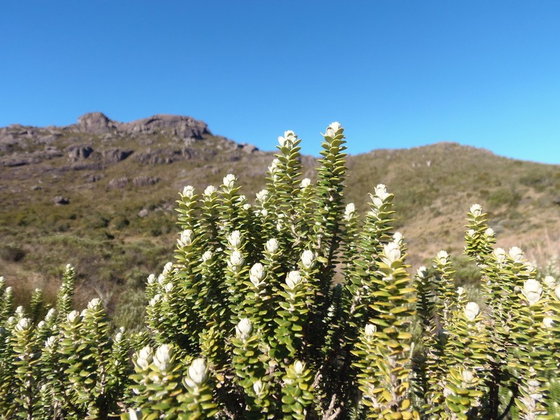 Baccharis uncinella photo 2