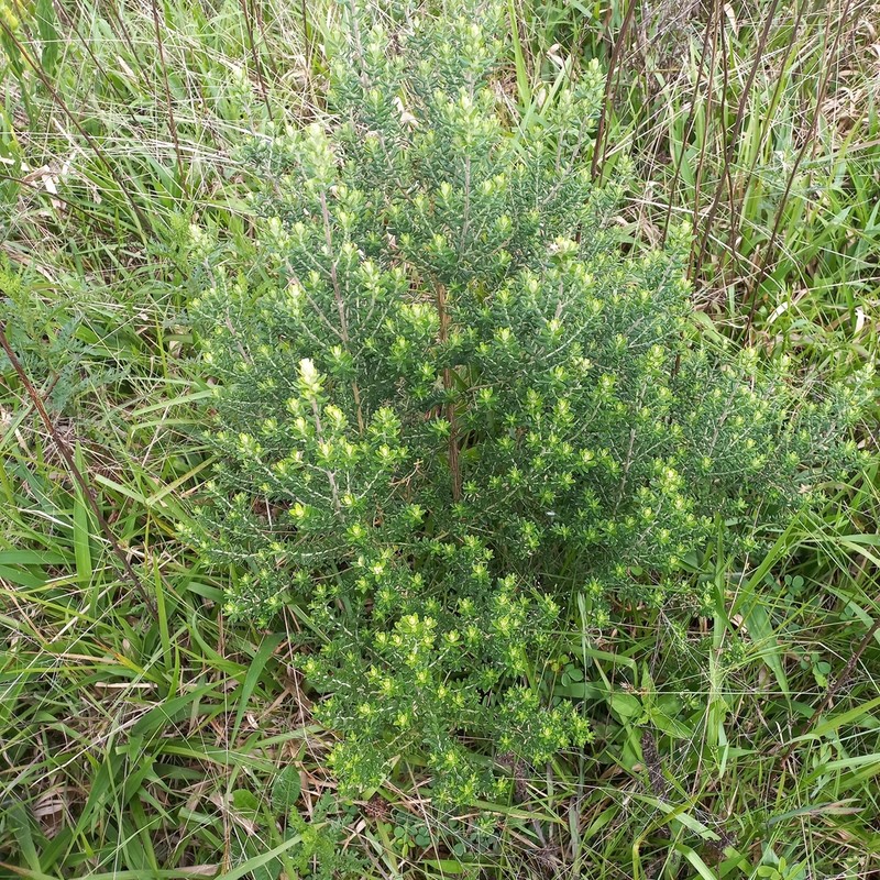 Baccharis uncinella photo 3