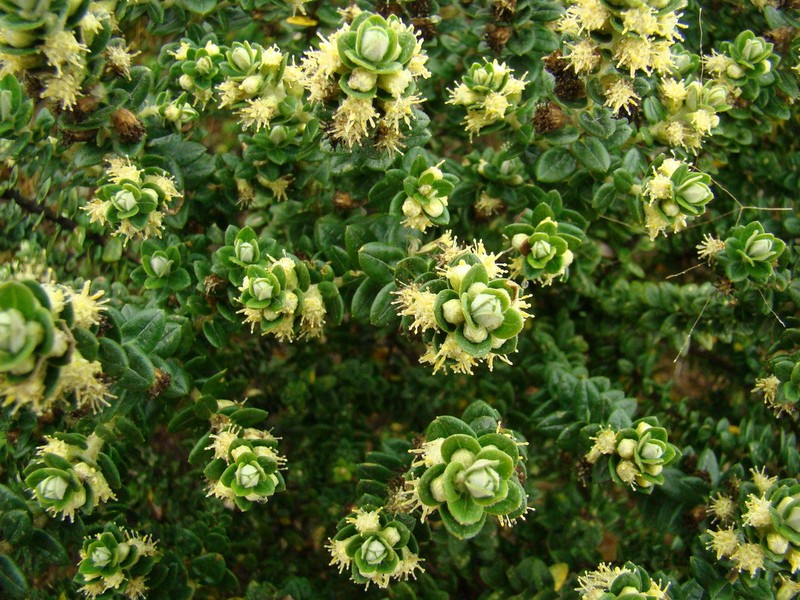 Baccharis uncinella photo 4