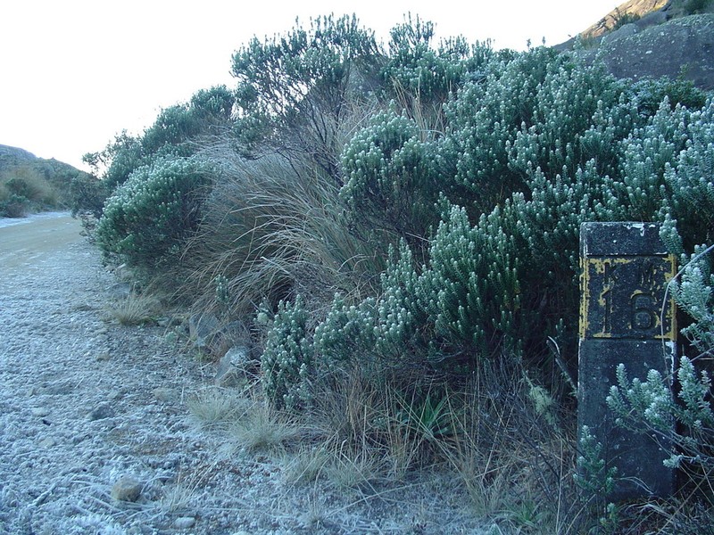 Baccharis uncinella photo 5
