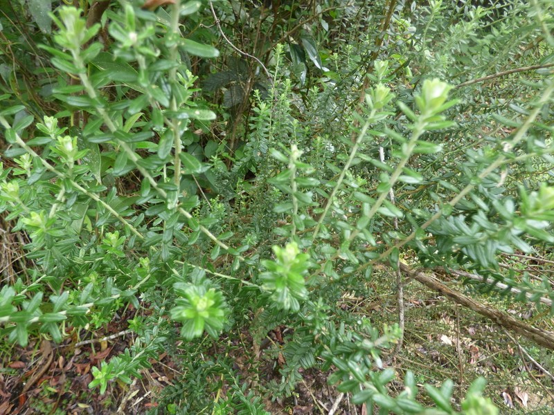 Baccharis uncinella photo 6