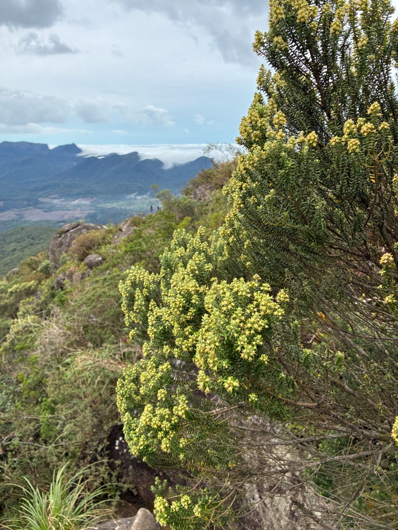 Baccharis uncinella photo 7
