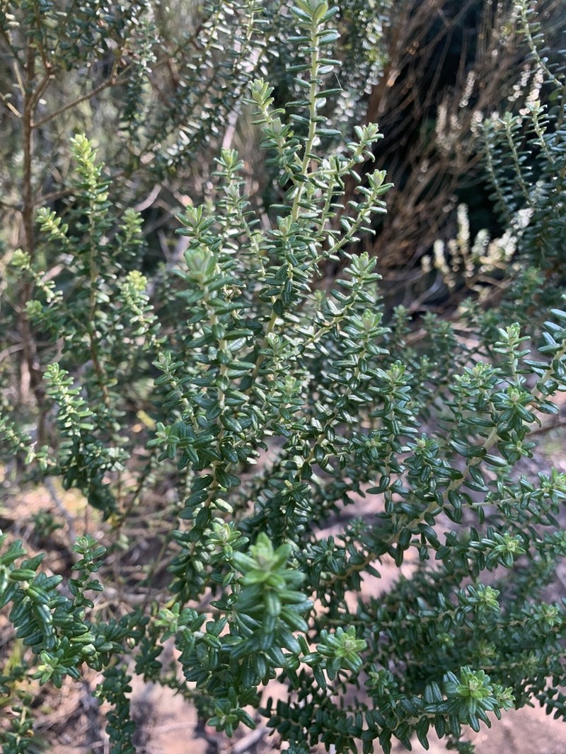 Baccharis uncinella photo 8
