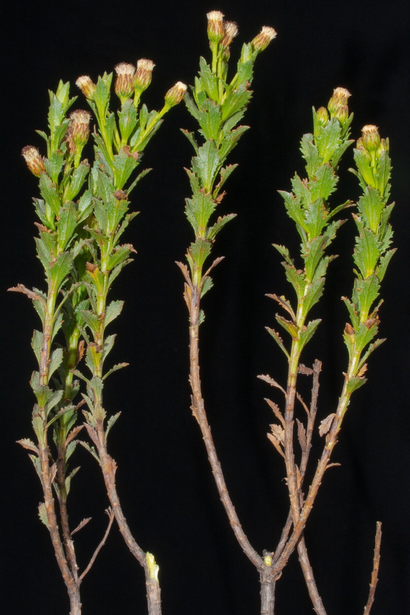 Baccharis uniflora