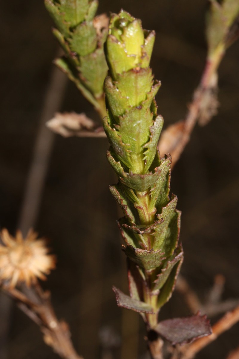 Baccharis uniflora photo 2