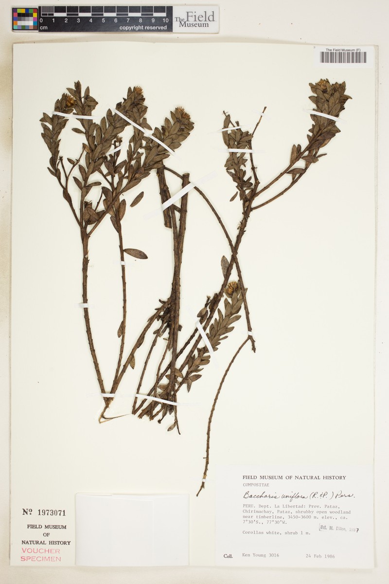 Baccharis uniflora photo 3