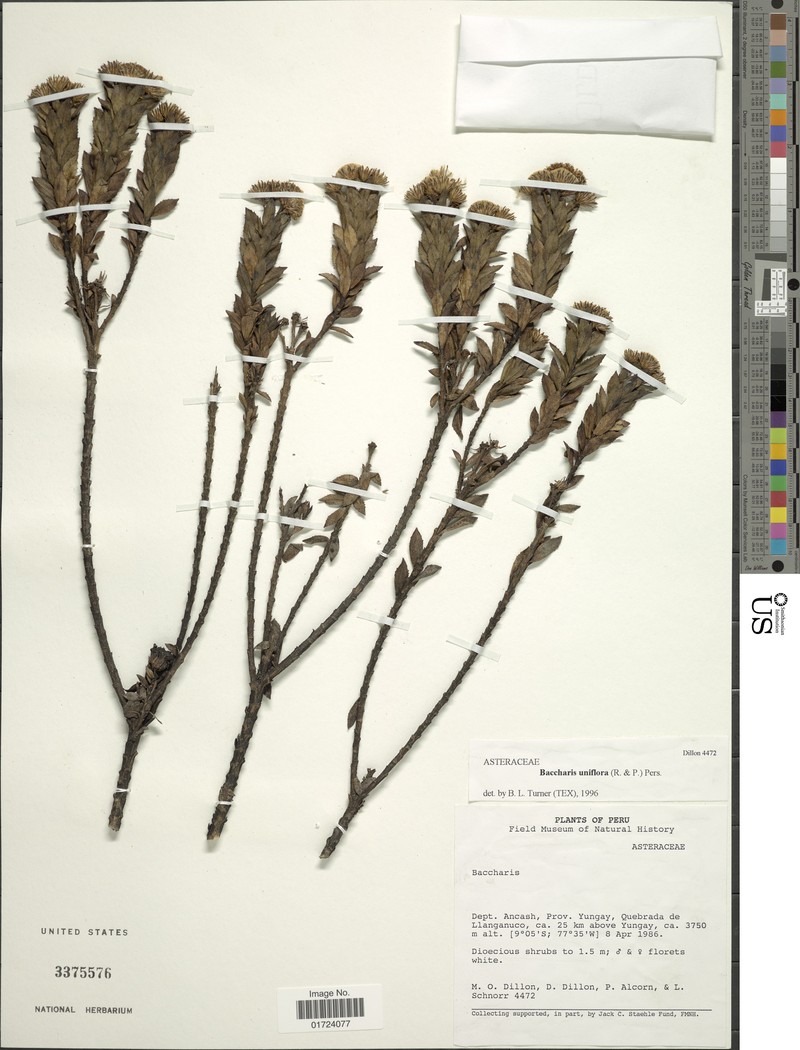 Baccharis uniflora photo 4