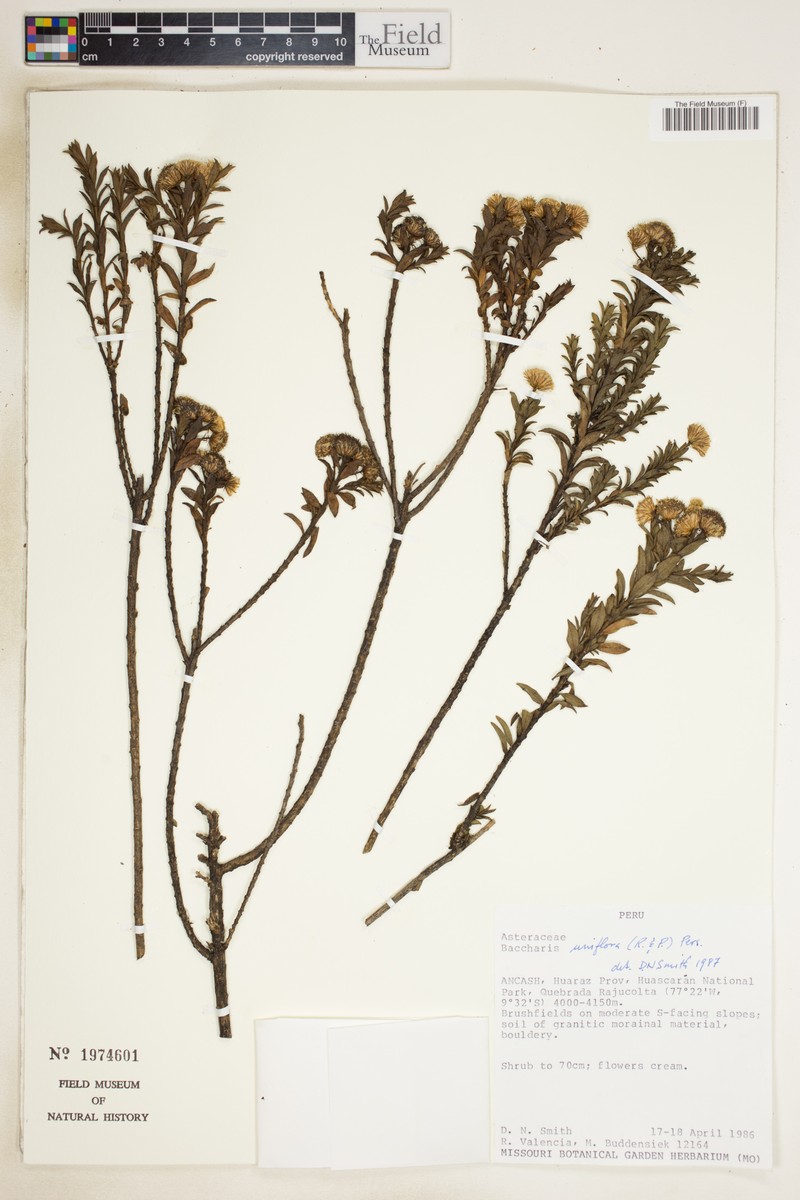 Baccharis uniflora photo 5