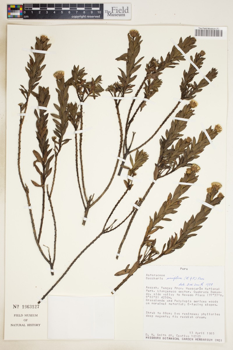 Baccharis uniflora photo 7