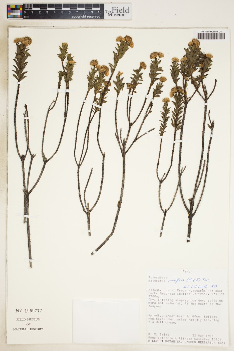 Baccharis uniflora photo 8