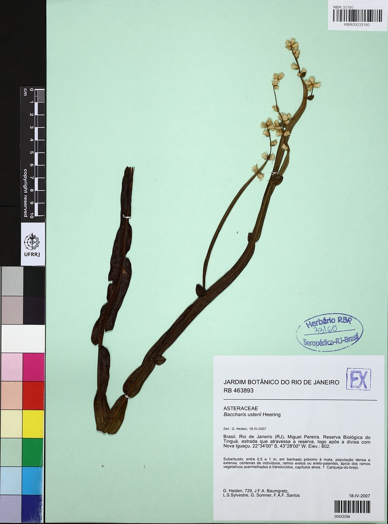Baccharis usterii