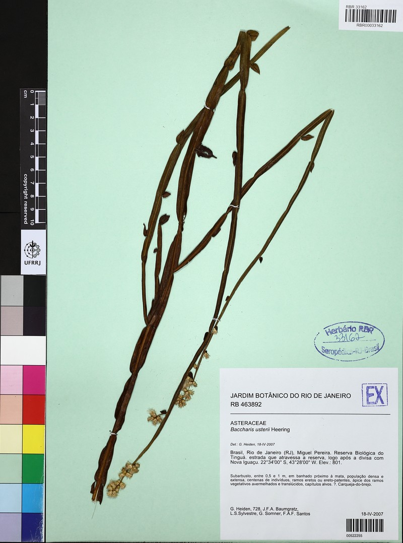 Baccharis usterii photo 2