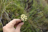 Baccharis vacciniifolia