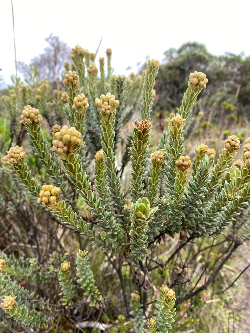 Baccharis vacciniifolia photo 3