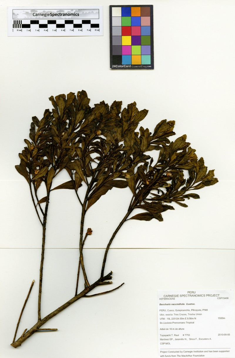 Baccharis vacciniifolia photo 4