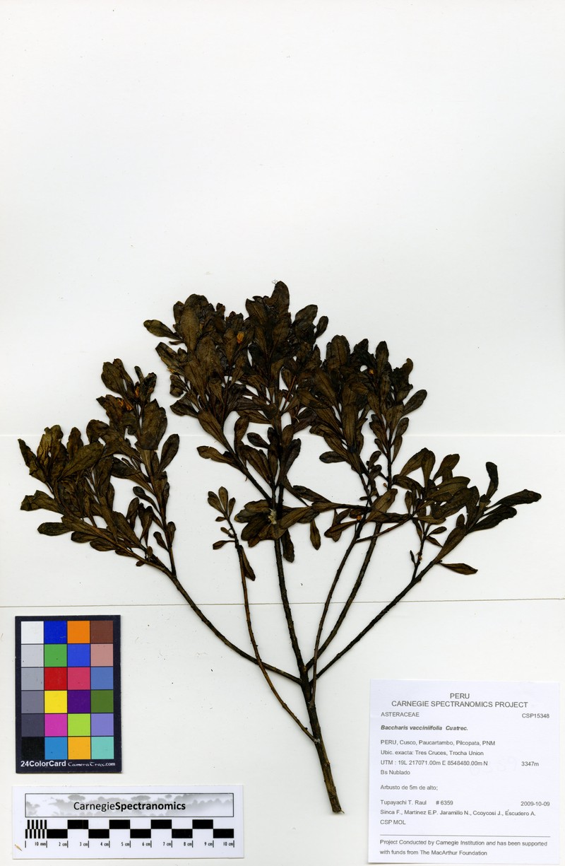 Baccharis vacciniifolia photo 5