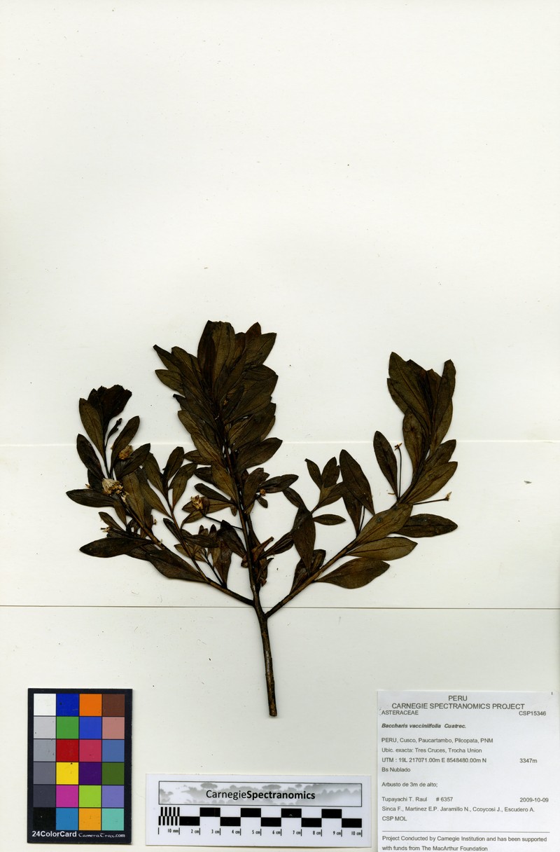 Baccharis vacciniifolia photo 6