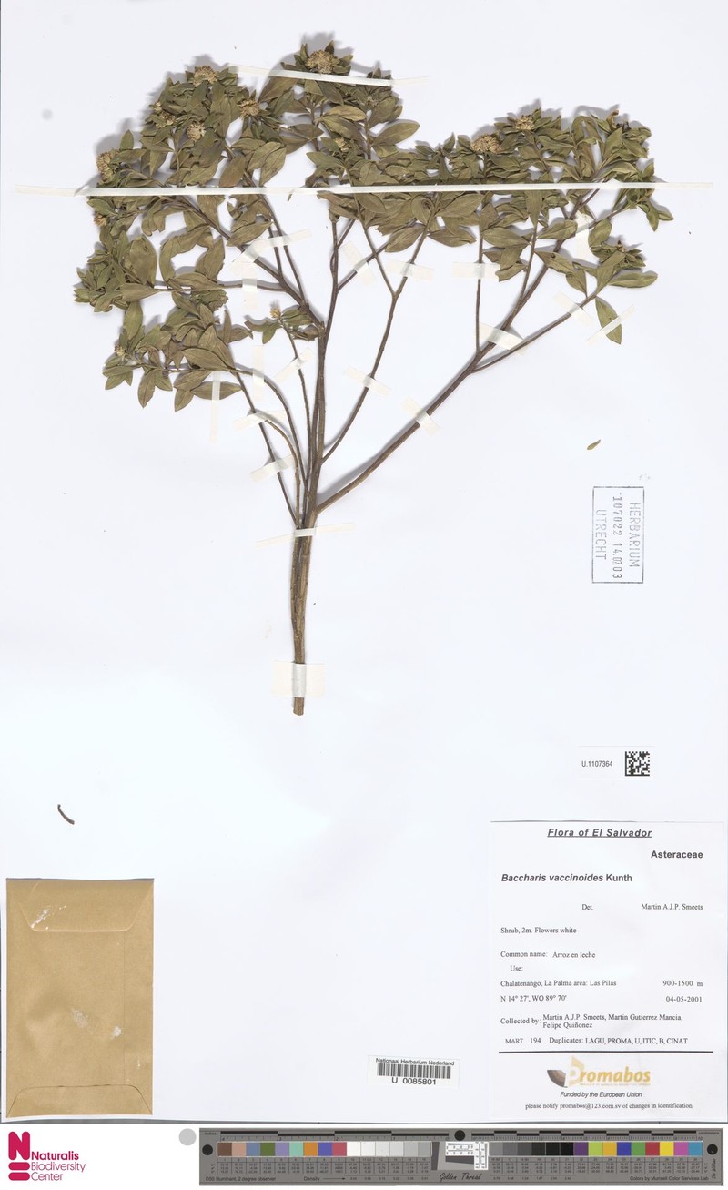Baccharis vaccinoides