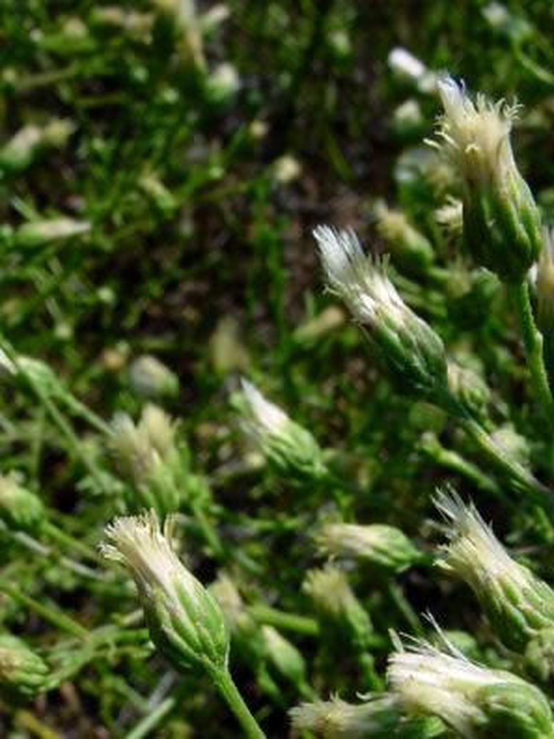 Encinitis False Willow