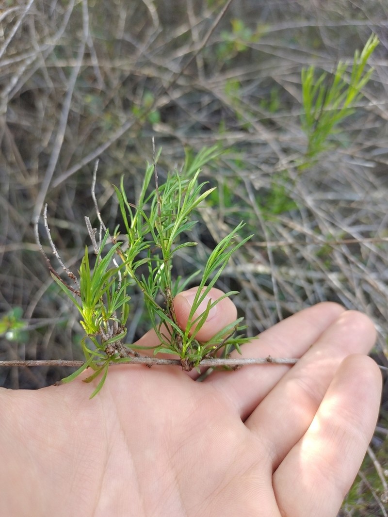 Encinitis False Willow photo 2