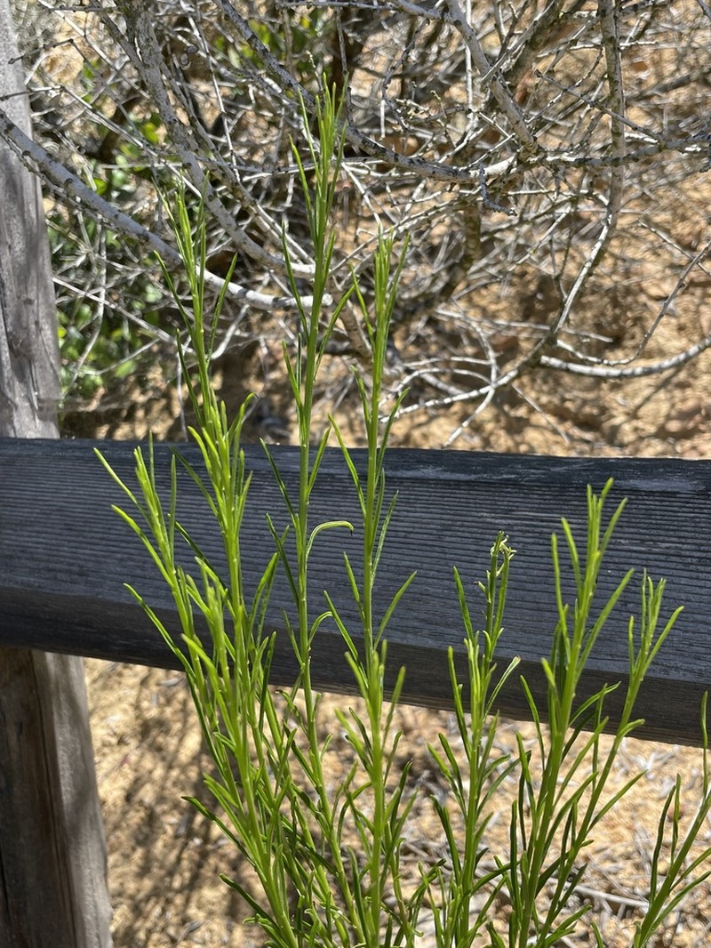 Encinitis False Willow photo 3