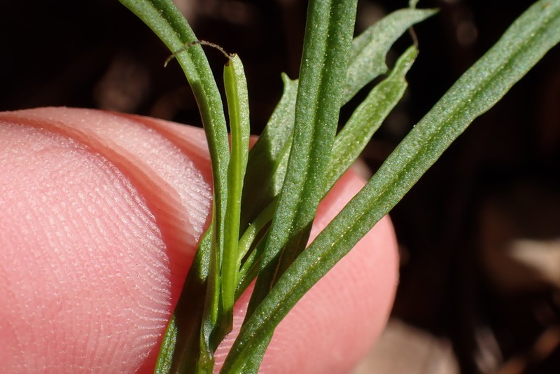 Encinitis False Willow photo 4
