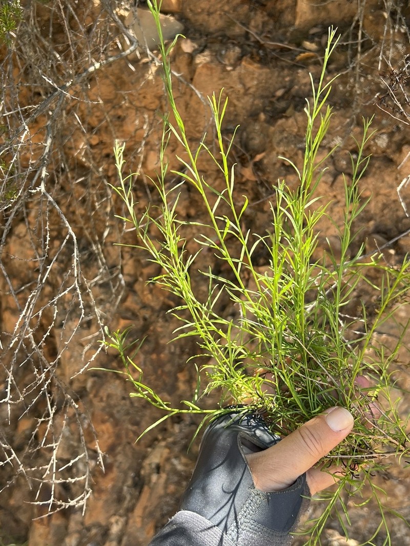 Encinitis False Willow photo 5