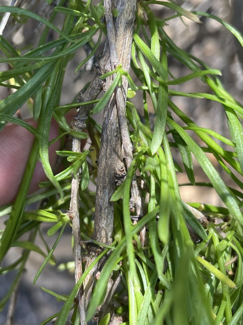 Encinitis False Willow photo 6