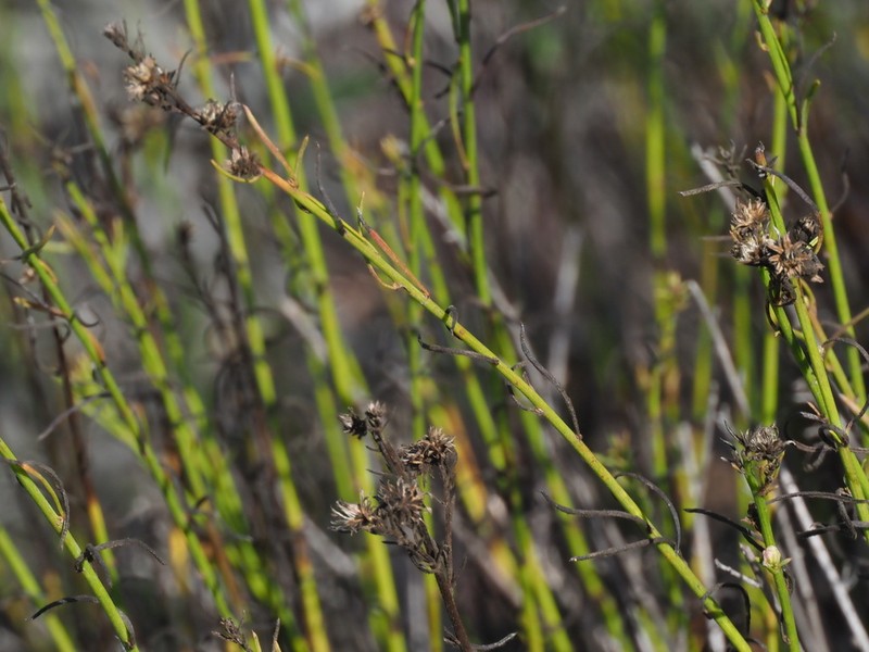 Encinitis False Willow photo 7