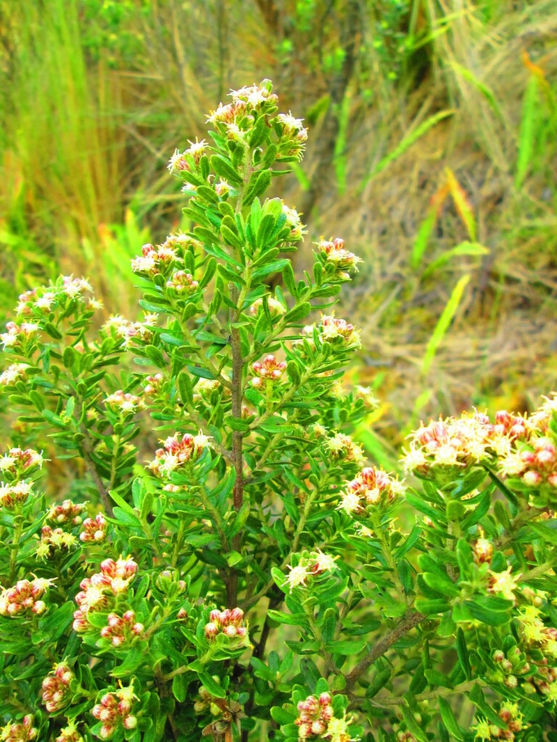 Baccharis vargasii