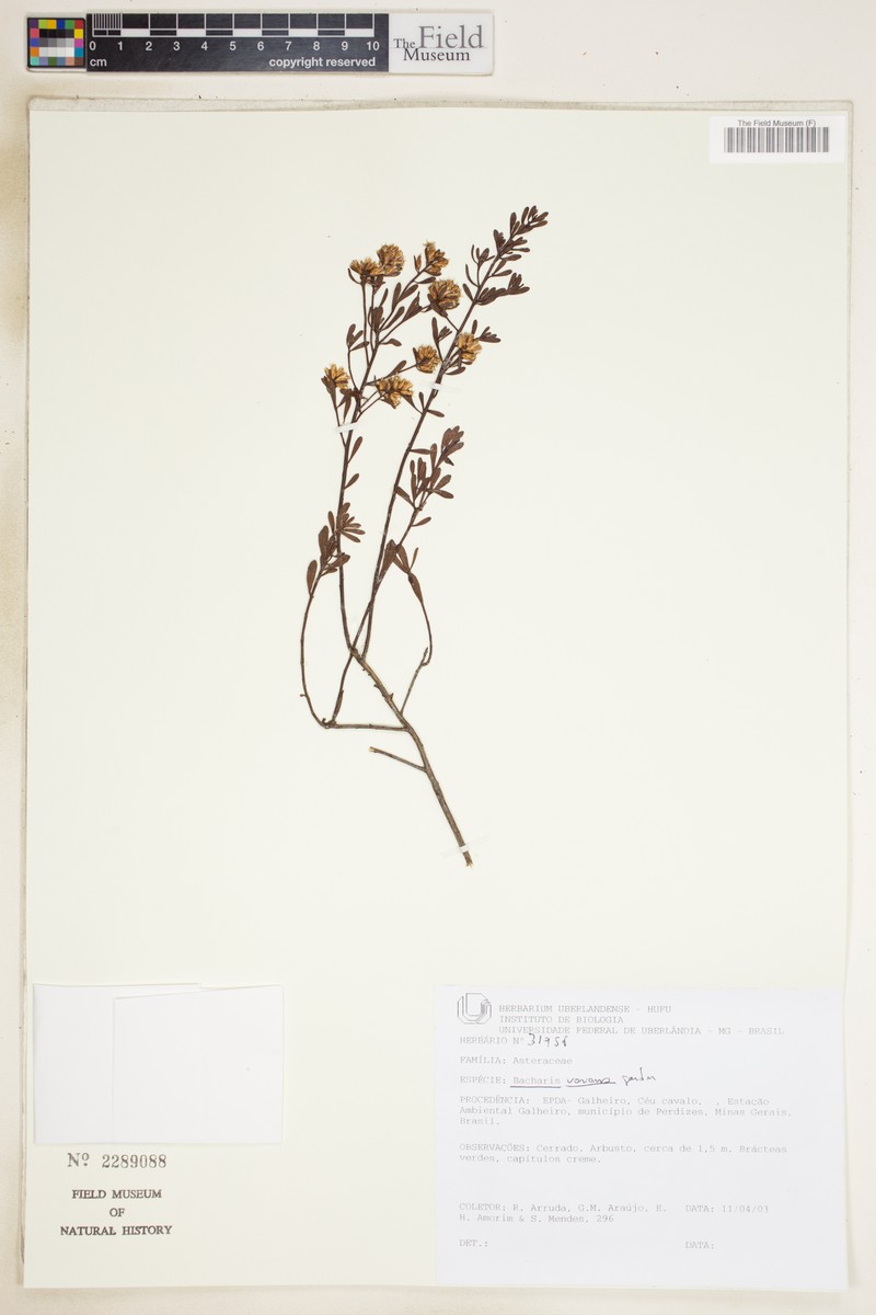 Baccharis varians