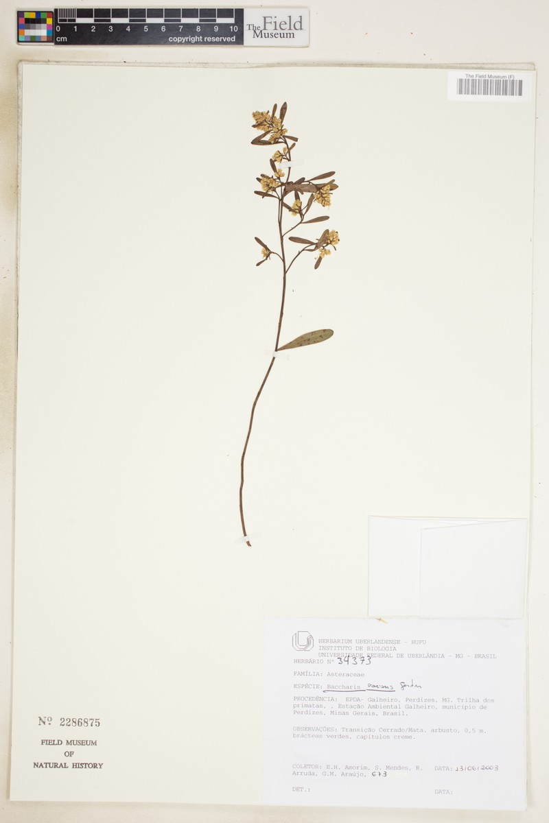 Baccharis varians photo 2