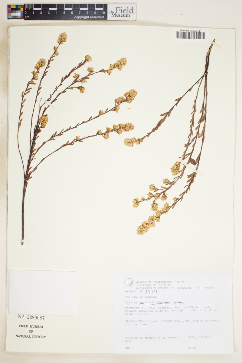 Baccharis varians photo 3