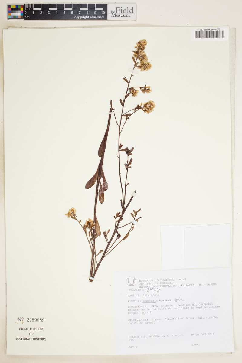 Baccharis varians photo 4