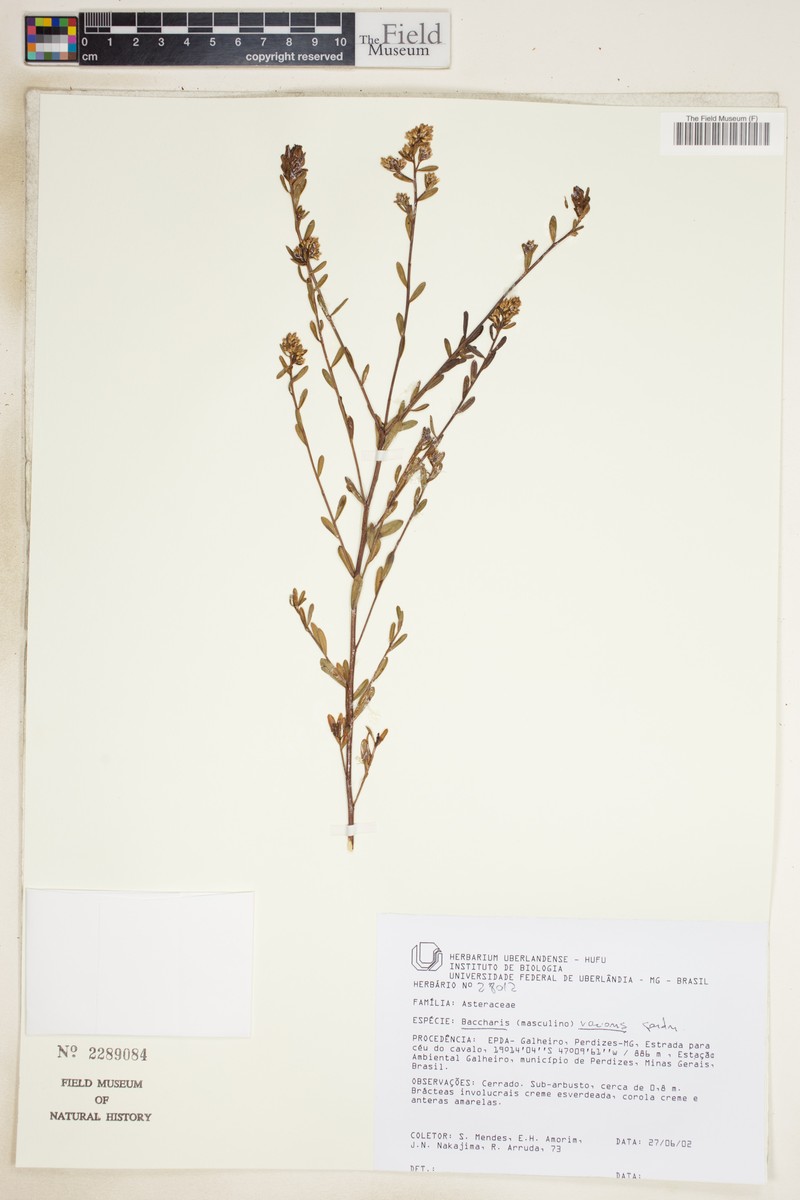 Baccharis varians photo 5