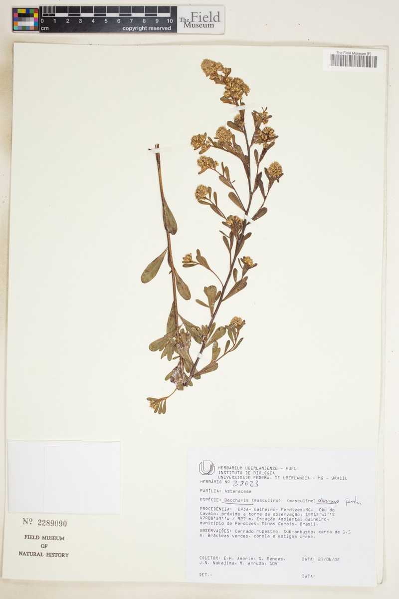 Baccharis varians photo 6