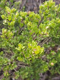 Baccharis vernalis