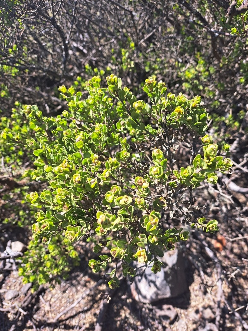 Baccharis vernalis photo 2