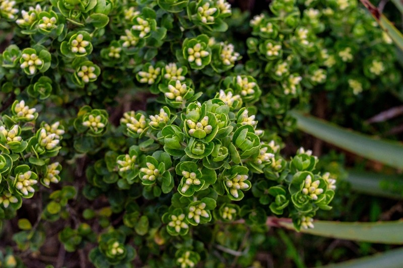 Baccharis vernalis photo 3