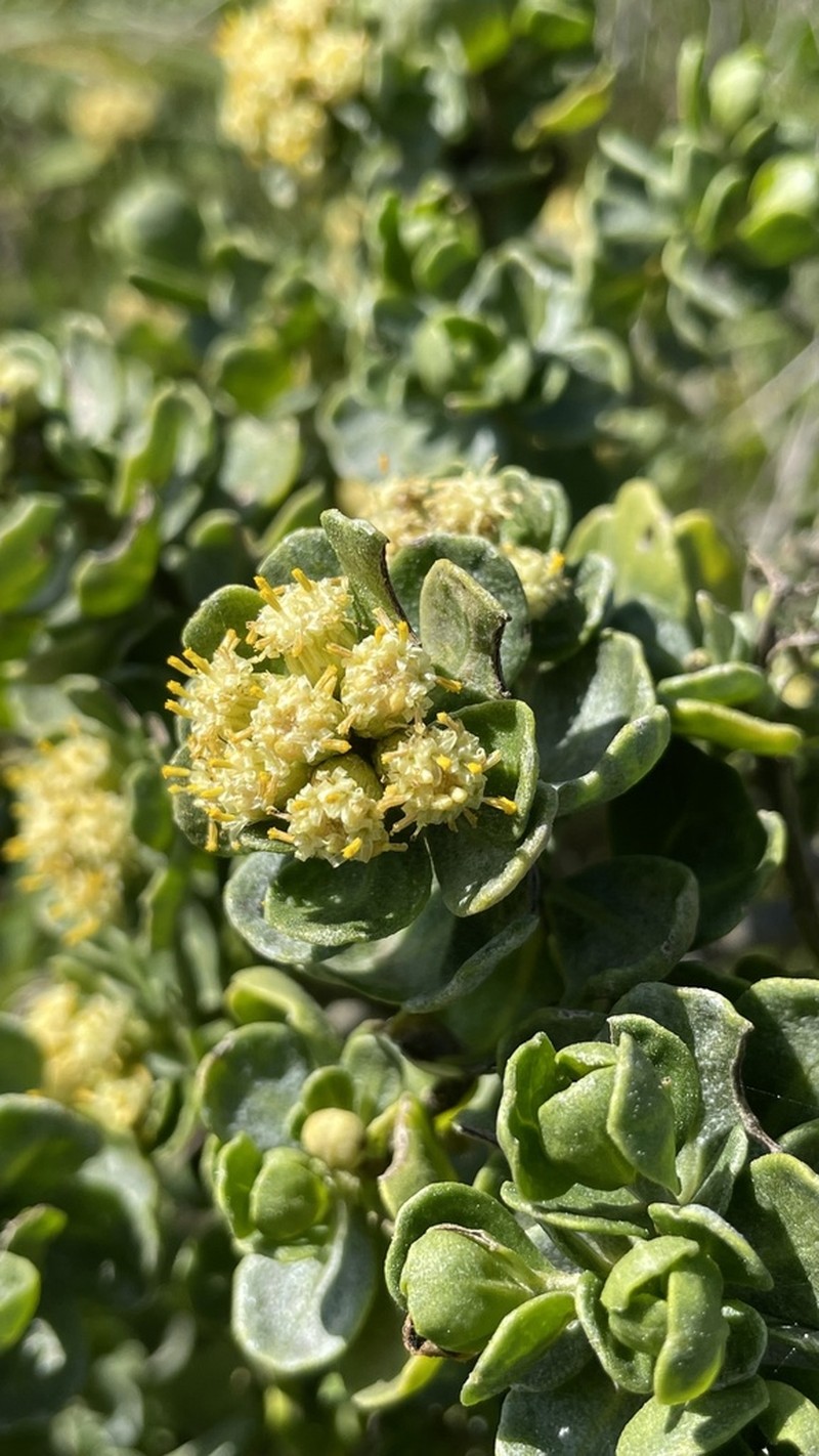 Baccharis vernalis photo 4