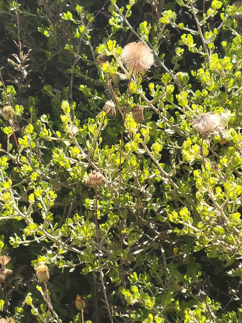 Baccharis vernalis photo 5