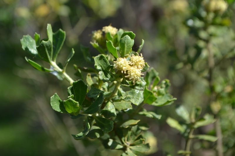 Baccharis vernalis photo 6