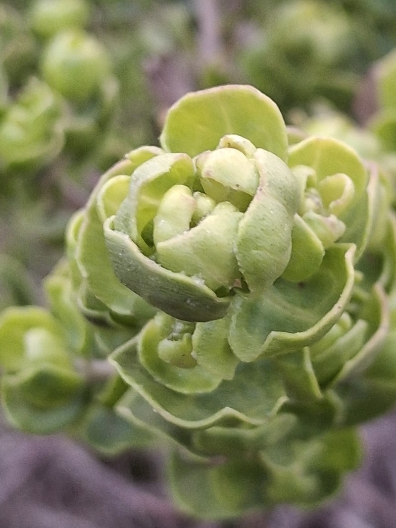Baccharis vernalis photo 7