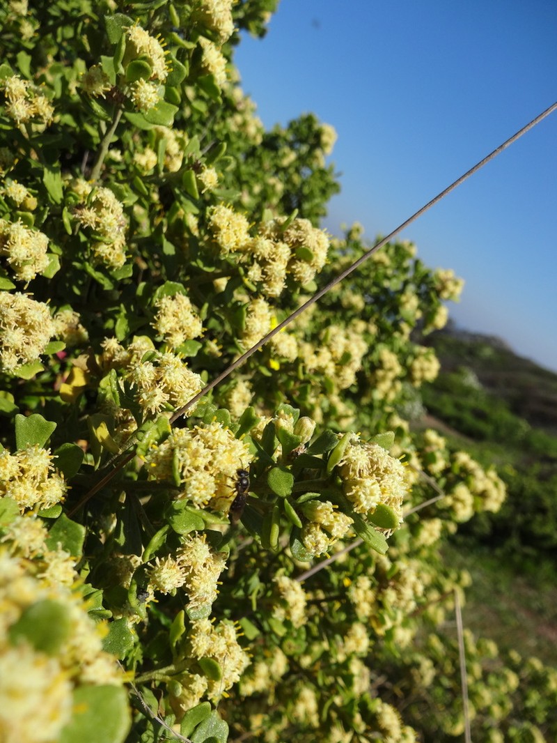 Baccharis vernalis photo 8