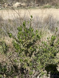 Baccharis vernicosa