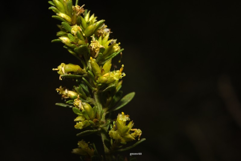 Baccharis vernicosa photo 3