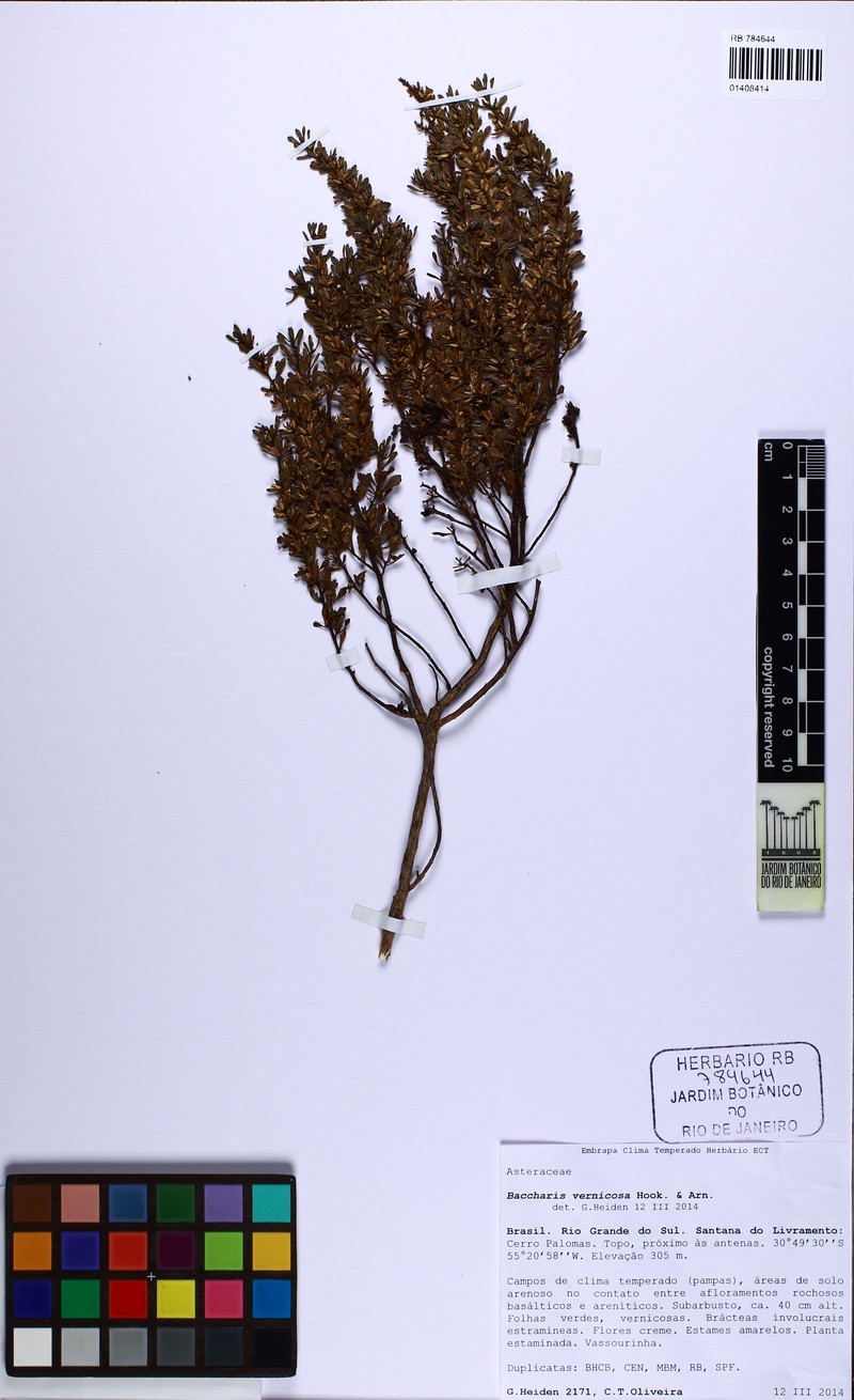 Baccharis vernicosa photo 4